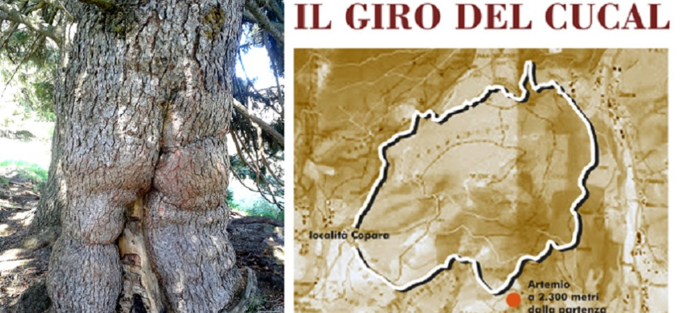 Dalla leggenda di Artemio al percorso d'arte, la storia dell'albero della fortuna rilanciata dall'artista trentino Sergio